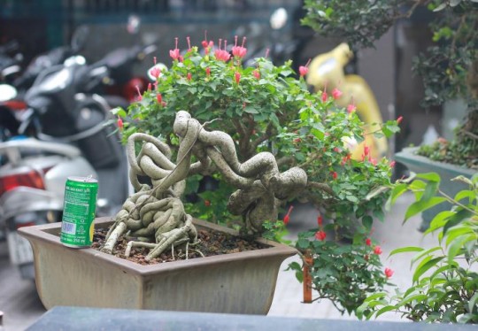 Bông bụp pháo đỏ ra hoa quanh năm