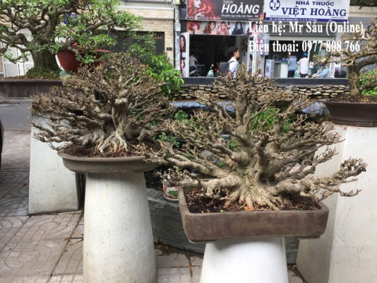 Cây si Bonsai