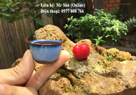 Chậu siêu mini tròn