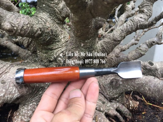 Đục lõm cây cảnh