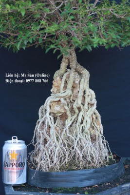 Hồng ngọc mai Bonsai