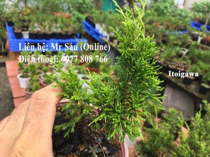 Itoigawa Nhật