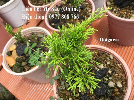 Cây Itoigawa Nhật Bản