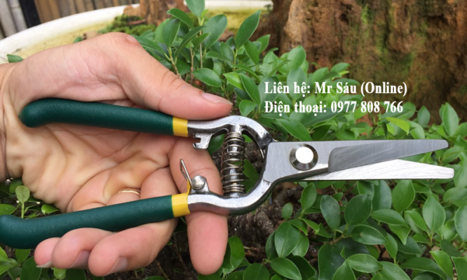 Kéo cắt cành, tỉa dăm lưỡi dày