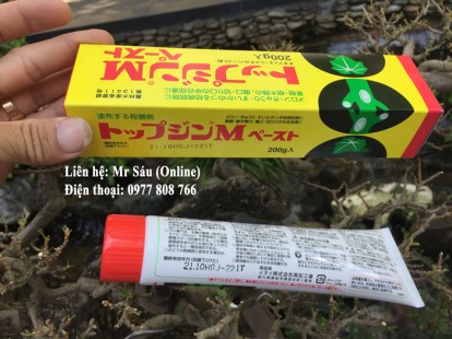 Keo liền da, liền sẹo cây cảnh A100