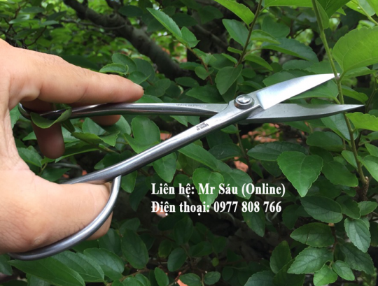 Kéo tỉa thép trắng Nhật Bản