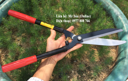 Kéo tỉa tàn