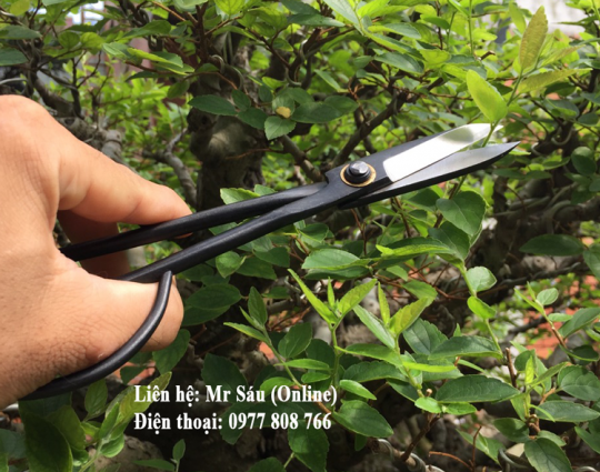 Kéo tỉa cây cảnh 21cm