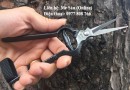 Kéo tỉa dăm, tỉa đọt Koshiji Nhật Bản