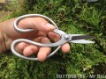 Kéo tỉa thép trắng RS16