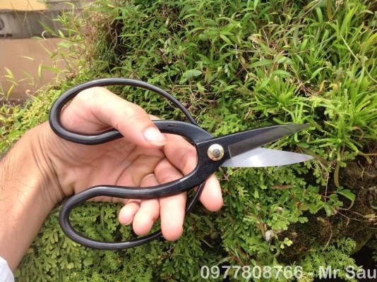 Kéo tỉa KIKUWA 1072