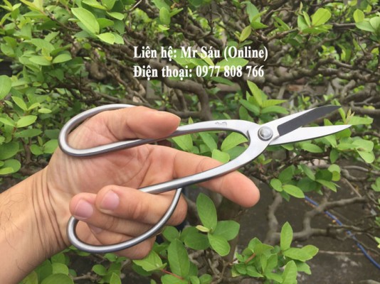 Kéo tỉa thép trắng RS03