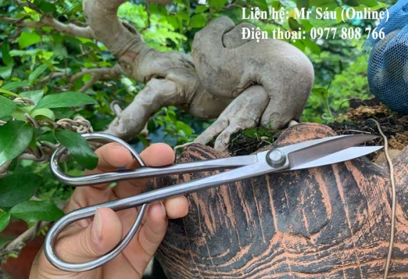 Kéo tỉa dăm thép trắng