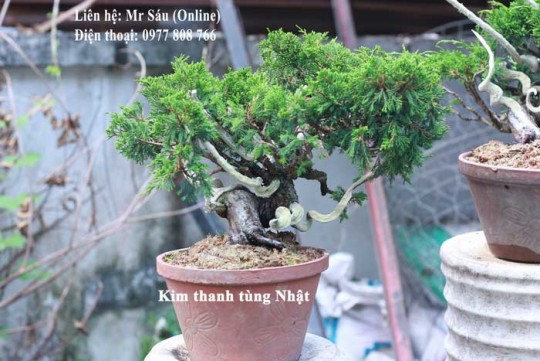 Kim thanh tùng Nhật Bản