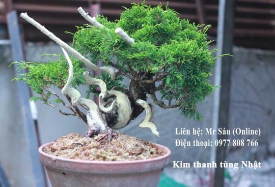Kim thanh tùng