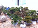 Nhập khẩu cây cảnh