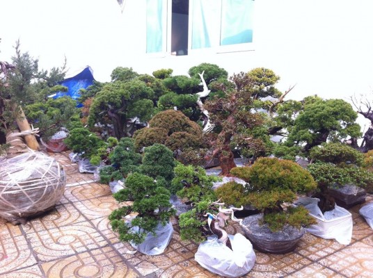 Nhập khẩu cây cảnh