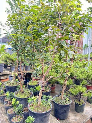 giống nho thân gỗ