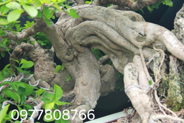Sơ ri Đài Loan