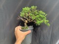 Kim thanh tùng Nhật Bản