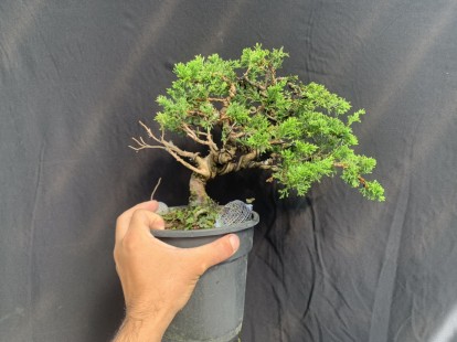 Kim thanh tùng Nhật Bản