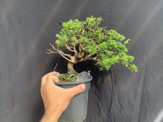 Kim thanh tùng Nhật Bản