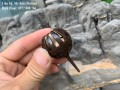 Giỏ đựng phân cây cảnh