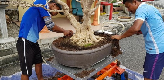 Liềm cắt bầu rễ Bonsai VIP 2