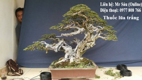 Thuốc lũa cây cảnh