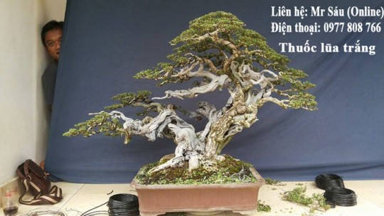 Thuốc lũa cây cảnh