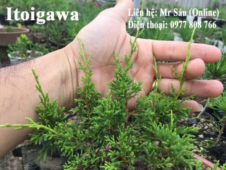 Sự khác nhau của Itoigawa, Kishu, Shimpaku qua hình ảnh