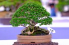 thongdennhatban_9