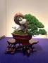 Cách xác định mạch sống, lột vỏ làm lũa Juniper