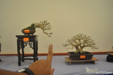 video Cắt V cảo cành của Nghệ Nhân Chong Yong Yap ( tiếp)