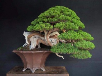 Tại sao cây tùng bồng lai được coi là cây cho người tuổi Thân?