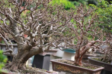 Danh sách tác phẩm đạt giải do các Nghệ Nhân Quốc Tế chấm thi (Bonsai lớn)