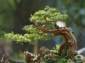 Triển lãm Bonsai Các tỉnh Đồng Bằng Sông Cửu Long tại Sa-Đéc