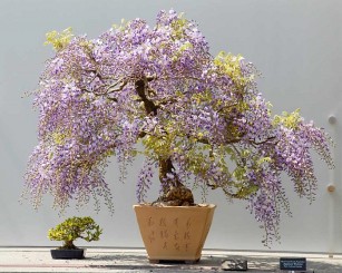 Nghệ thuật Bonsai Nhật Bản