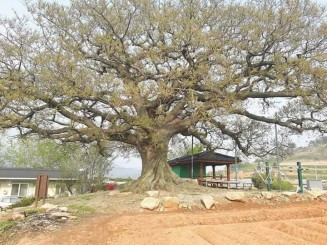 Nền tảng nghệ thuật trong tạo dáng bonsai