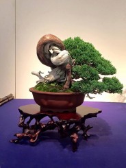 Cách xác định mạch sống, lột vỏ làm lũa Juniper