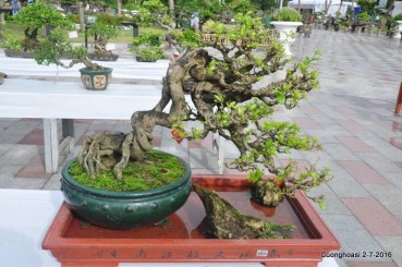 Kỹ thuật làm lão hóa cây cảnh (vỏ cây)