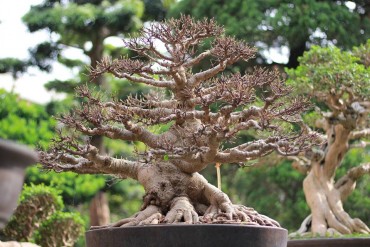 Vườn cây cảnh Vạn Niên Tùng