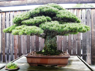 Bonsai mini Nhật Bản