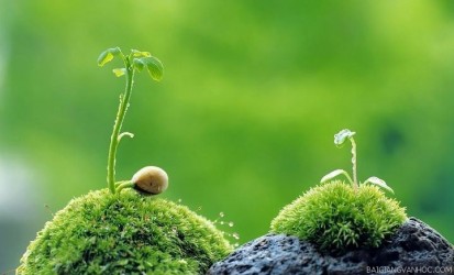 Sống đẹp www.sieuthibonsai.com