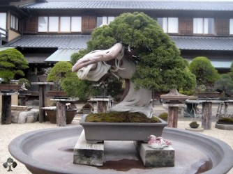 Phỏng vấn ngài Kobayashi về Bonsai