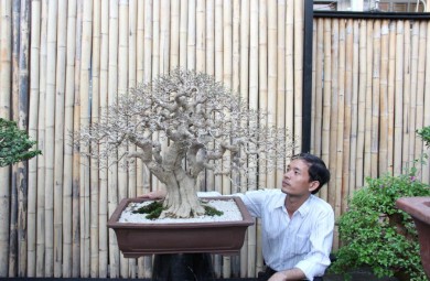 Vườn cây cảnh Vạn Niên Tùng