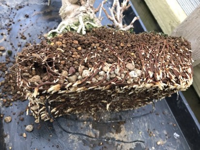 Đất trồng Bonsai Akadama 1-3mm