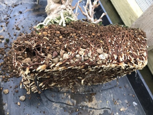 Đất trồng Bonsai Akadama 1-3mm