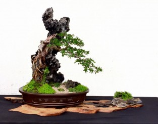 Một số tác phẩm của Đại Lâm Mộc