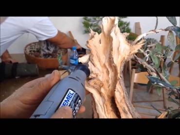 Làm lũa Bonsai - Deadwood Work (Phần 1)